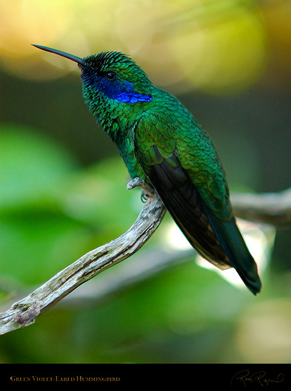 Green_Violet-eared_Hummingbird_6236