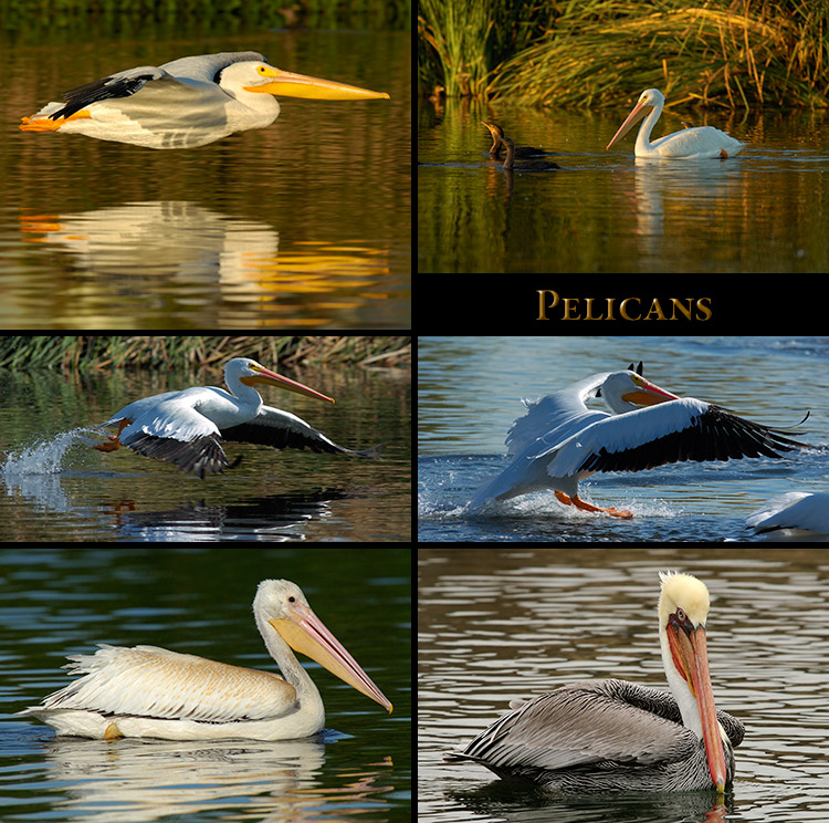 Pelicans