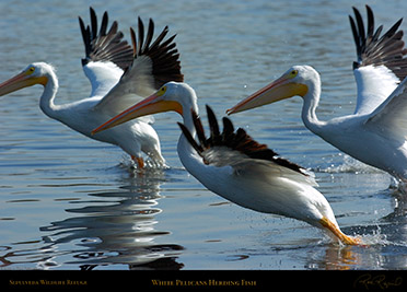 Pelicans_HerdingFish_1279