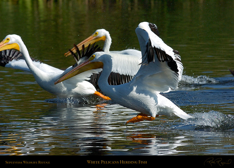 Pelicans_HerdingFish_1288