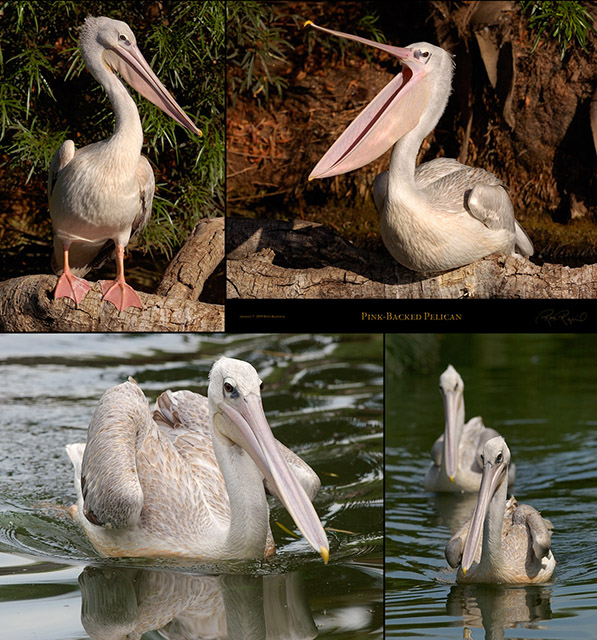 Pink-Backed_Pelican