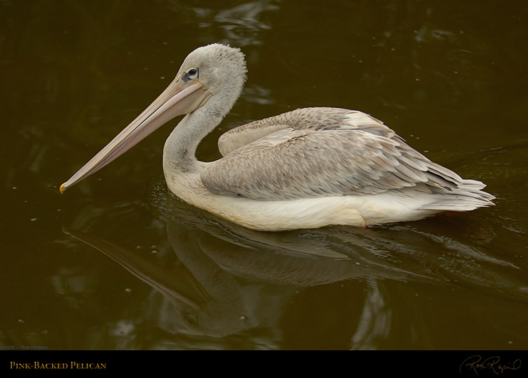 Pink-Backed_Pelican_X1518