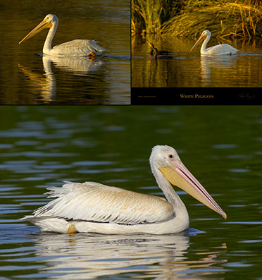WhitePelicans