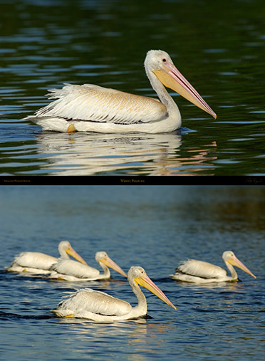 WhitePelicans_Sepulveda