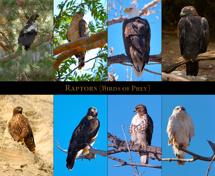 Raptors