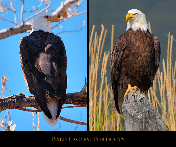 Eagle_Portraits