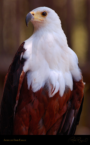 African_FishEagle_HS6454