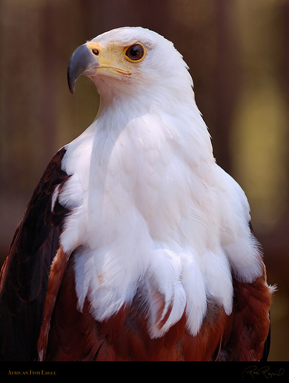 African_FishEagle_HS6455M