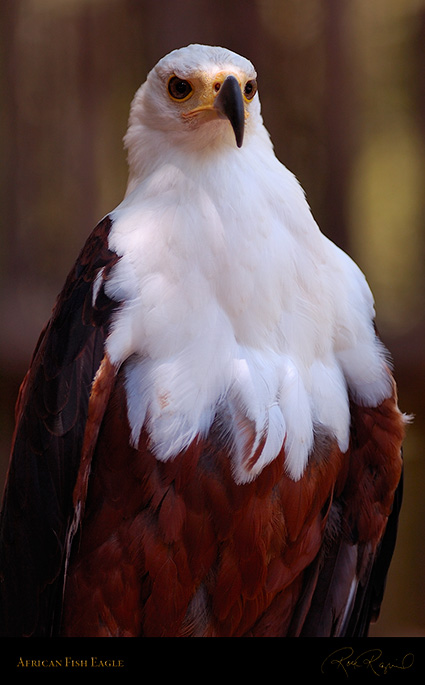 African_FishEagle_HS6463
