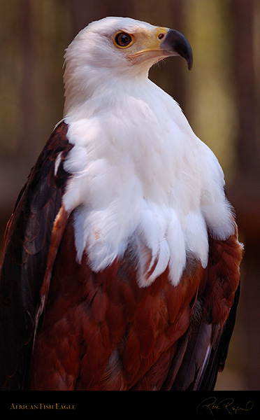 African_FishEagle_HS6468