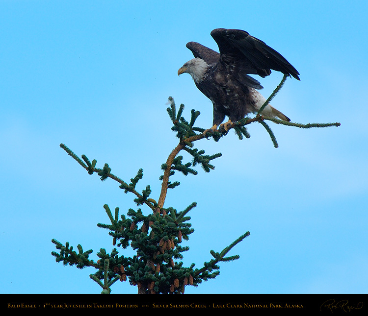 BaldEagleJuvenile_TakeoffPosition_X3065M