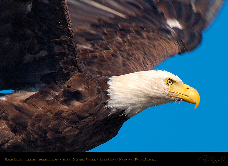 BaldEagle_Takeoff_X3784c