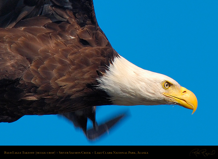 BaldEagle_Takeoff_X3791c