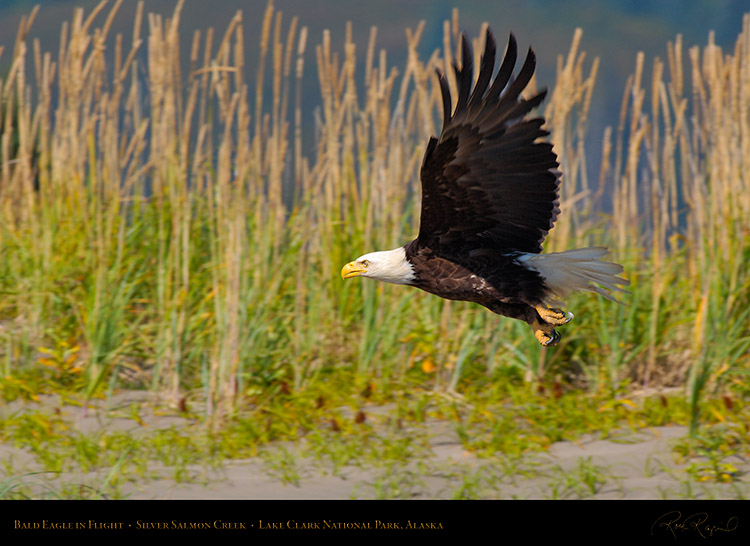 BaldEagle_inFlight_X3904