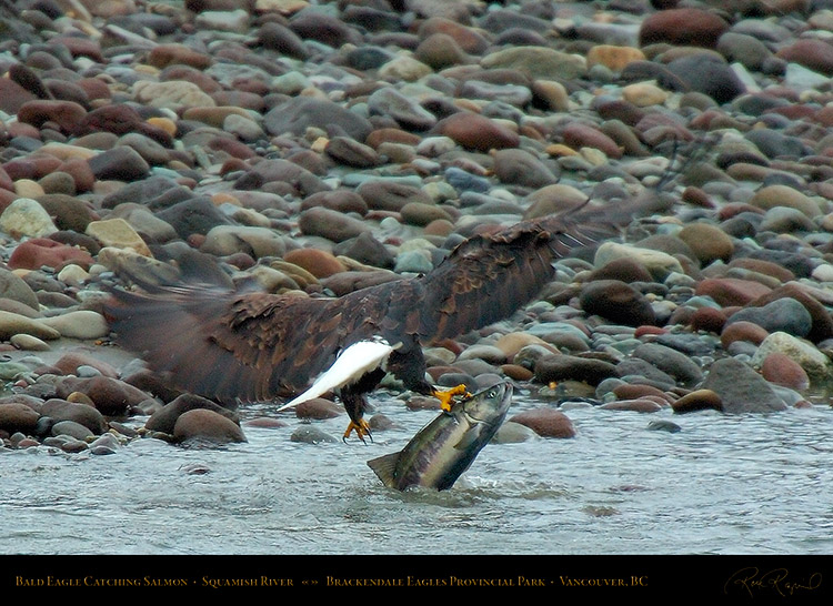 BaldEagle_CatchingSalmon_8598