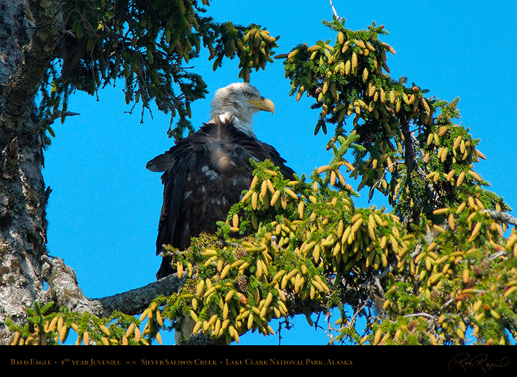 BaldEagle_Juvenile_X2788