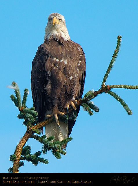 BaldEagle_Juvenile_X3050c