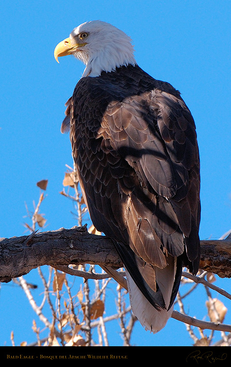 BaldEagle_X6597M