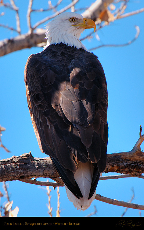 BaldEagle_X6633M