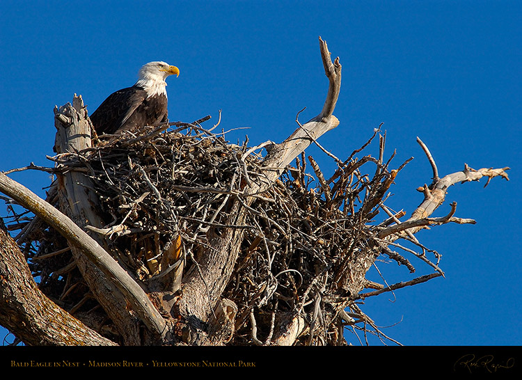 BaldEagle_inNest_0030