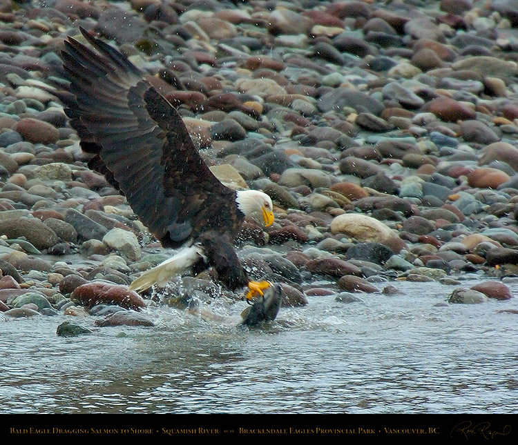 BaldEagle_withSalmon_8611M