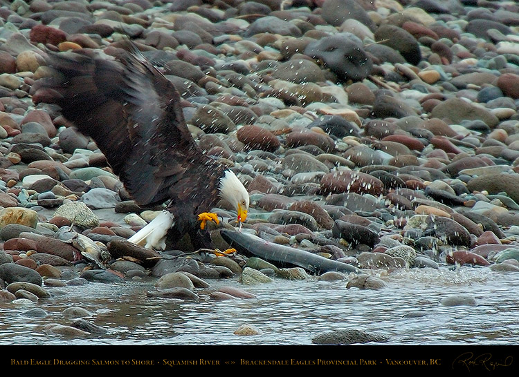 BaldEagle_withSalmon_8634