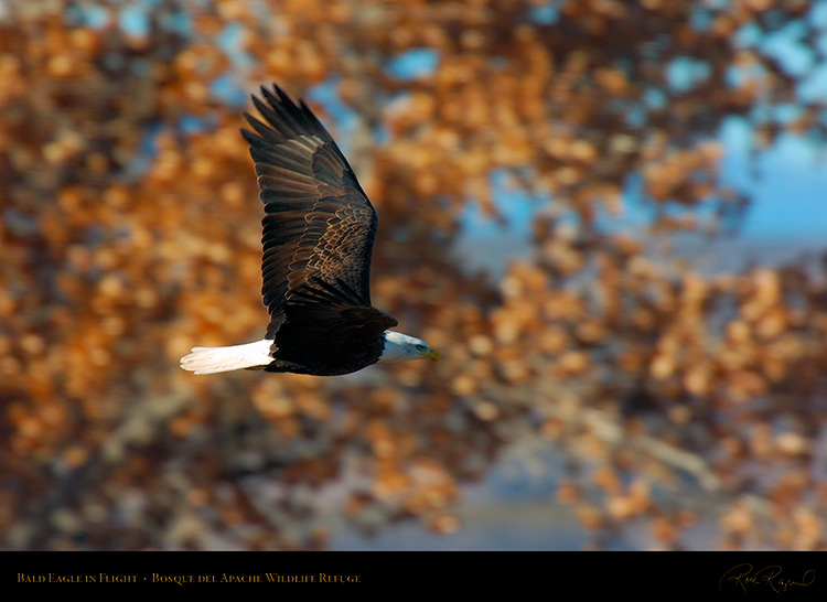 BaldEagle_Flight_3386