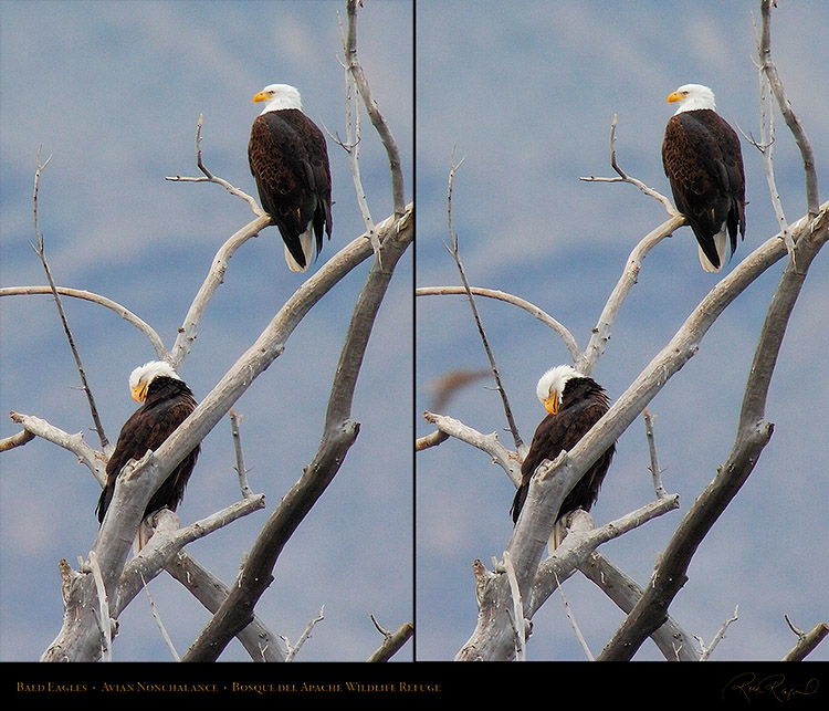 BaldEagles_AvianNonchalance_4819_4820M