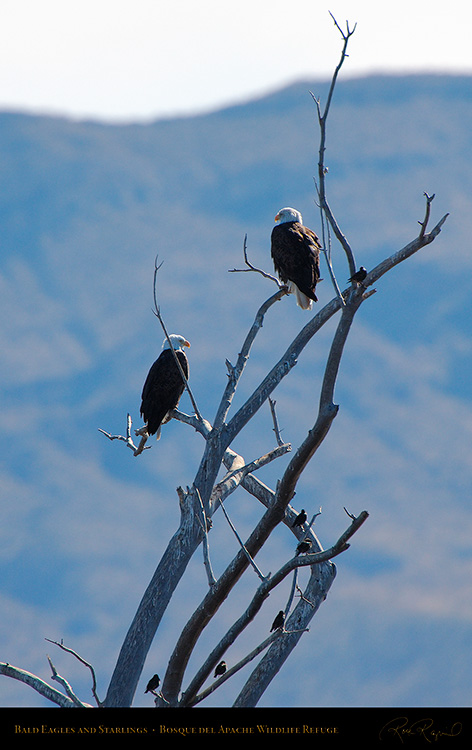 BaldEagles_andStarlings_X8976M