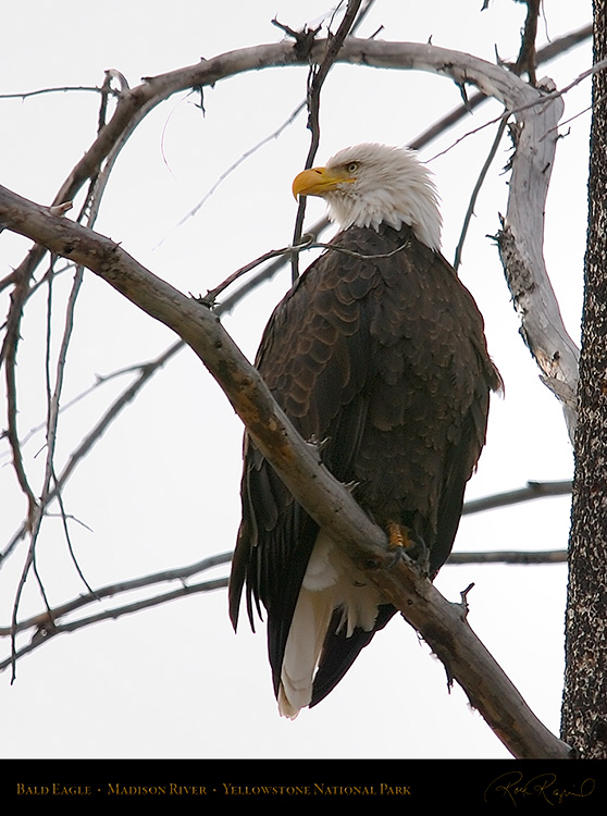 BaldEagle_8607c