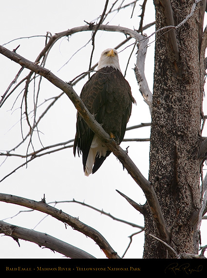 BaldEagle_8609