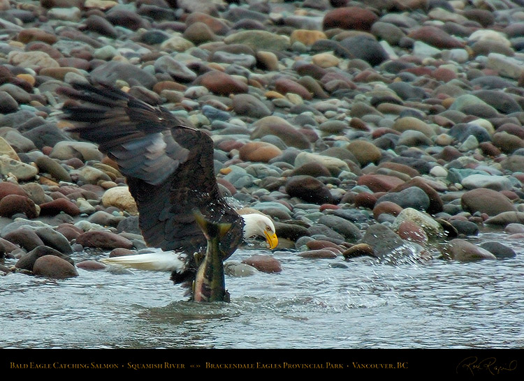 BaldEagle_CatchingSalmon_8595