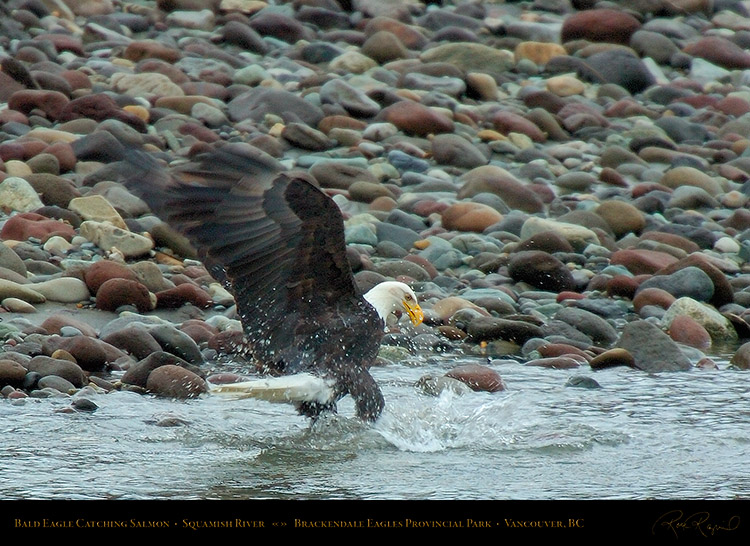 BaldEagle_CatchingSalmon_8596