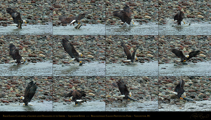 BaldEagle_CatchingSalmon_Brackendale_SXXL