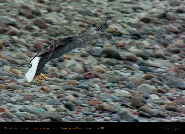 BaldEagle_Landing_8645