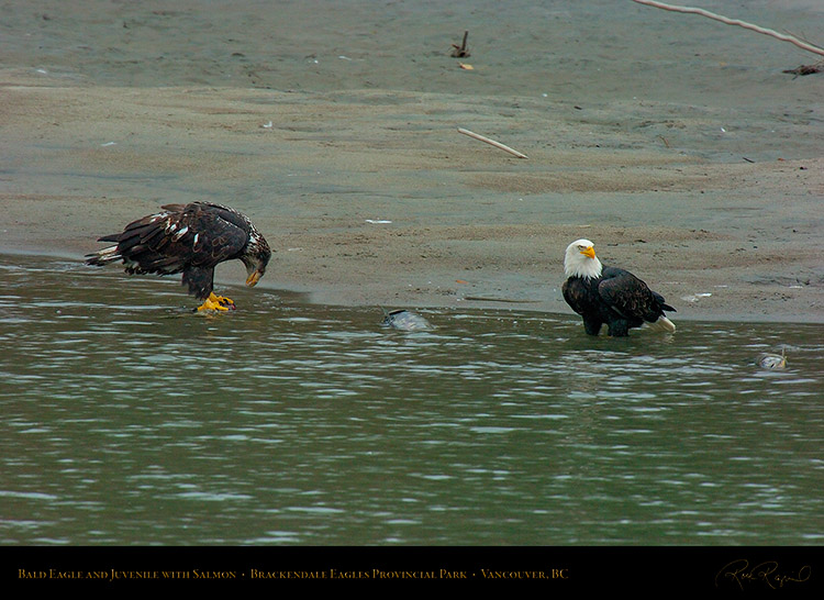 BaldEagle_andJuvenile_8673