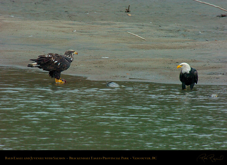 BaldEagle_andJuvenile_8680