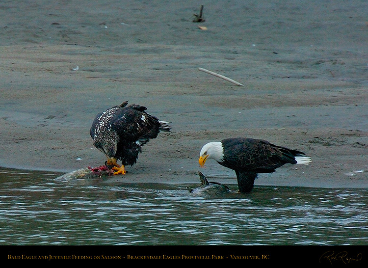 BaldEagle_andJuvenile_8692