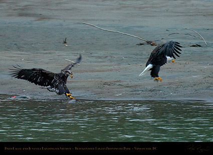 BaldEagle_andJuvenile_8701