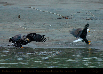 BaldEagle_andJuvenile_8702