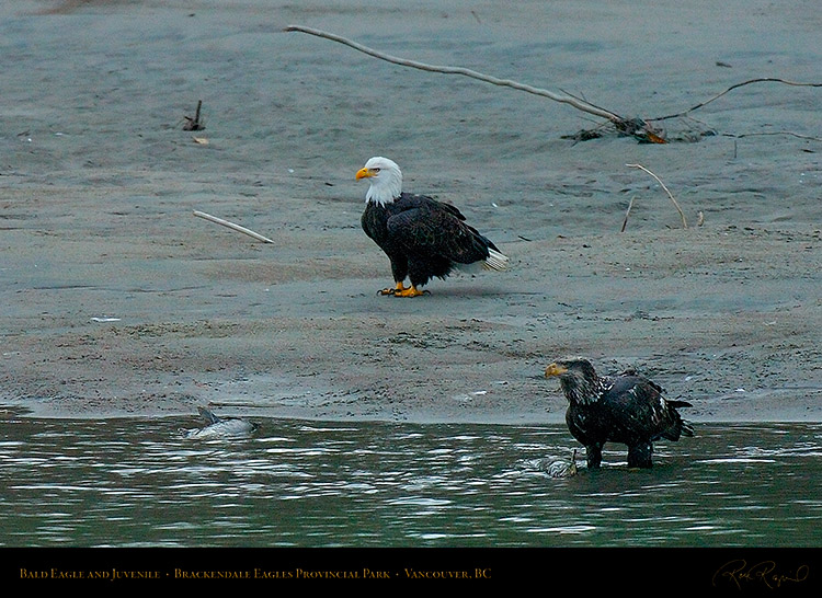 BaldEagle_andJuvenile_8706c