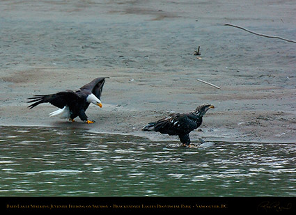 BaldEagle_andJuvenile_8717