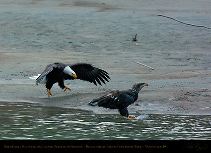 BaldEagle_andJuvenile_8718