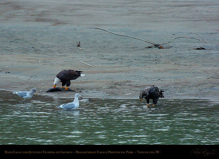 BaldEagle_andJuvenile_8724