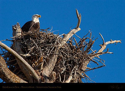 BaldEagle_inNest_0033