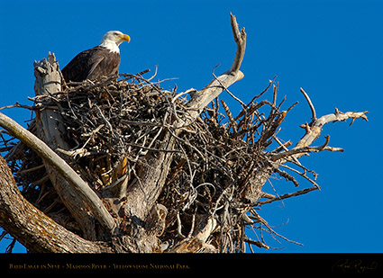 BaldEagle_inNest_0059