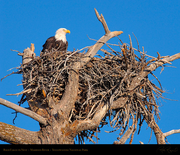 BaldEagle_inNest_0084M