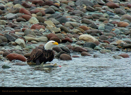 BaldEagle_withSalmon_8605