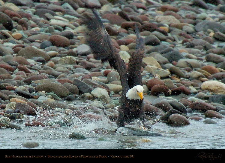 BaldEagle_withSalmon_8616