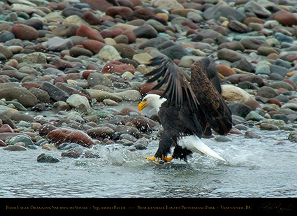 BaldEagle_withSalmon_8618